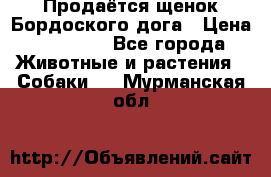 Продаётся щенок Бордоского дога › Цена ­ 37 000 - Все города Животные и растения » Собаки   . Мурманская обл.